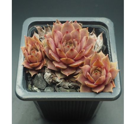 Sempervivum ROSÉ ROSA