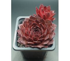 Sempervivum SARDONYX