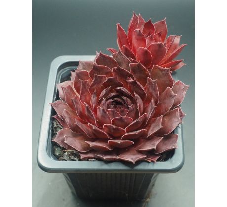 Sempervivum SARDONYX