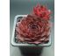 Sempervivum SARDONYX