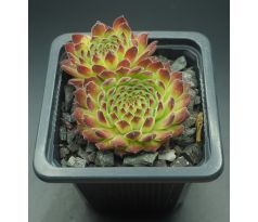 Sempervivum SEA ANEMONE