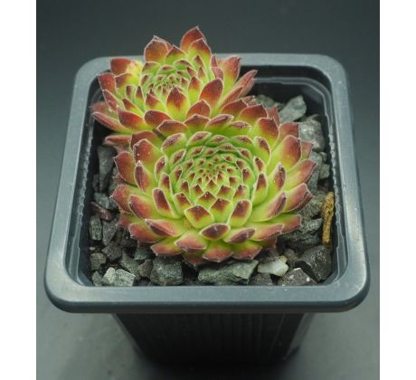 Sempervivum SEA ANEMONE