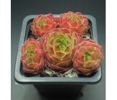 Sempervivum SEVEN OF NINE