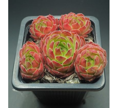 Sempervivum SEVEN OF NINE