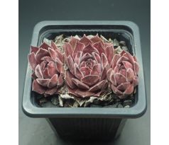 Sempervivum AYMON CORREVON