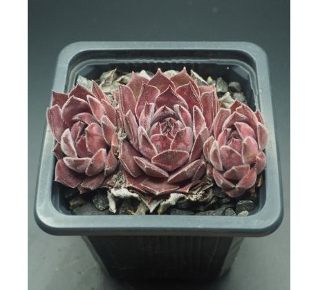 Sempervivum AYMON CORREVON