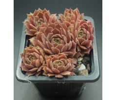 Sempervivum SHAPE SHIFTER