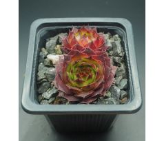 Sempervivum SHARON`S PENCIL