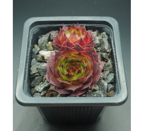 Sempervivum SHARON`S PENCIL