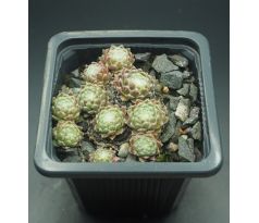 Sempervivum SILBERKNOPF