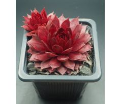 Sempervivum FERNZÜNDER