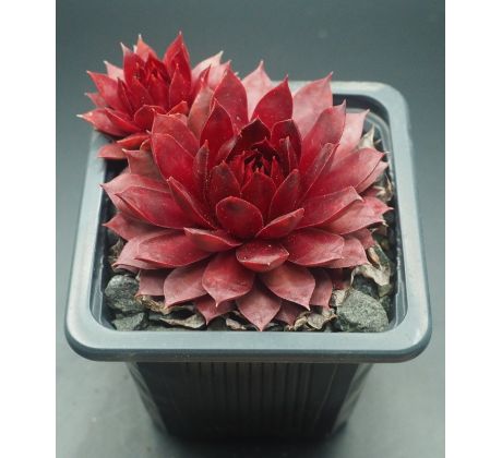 Sempervivum FERNZÜNDER