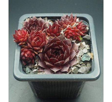 Sempervivum SIMSALABIM