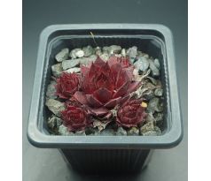 Sempervivum SMOKEY QUARTZ