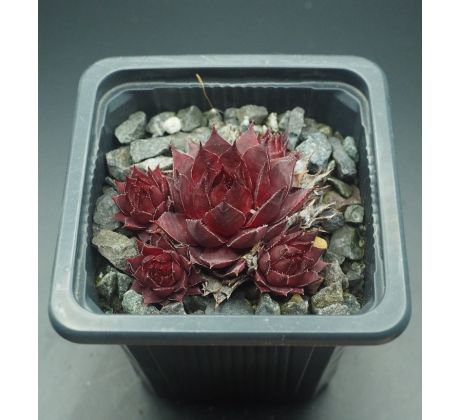 Sempervivum SMOKEY QUARTZ