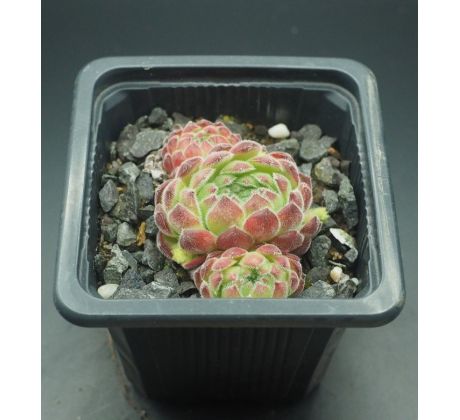 Sempervivum SOFT LINE