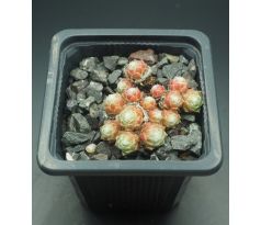 Sempervivum SOLARKUGEL