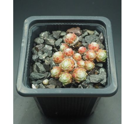 Sempervivum SOLARKUGEL