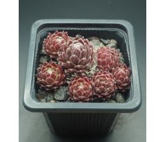 Sempervivum SOSSAMON