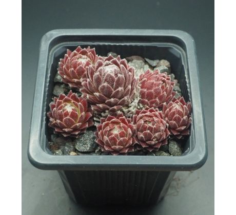 Sempervivum SOSSAMON