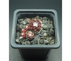 Sempervivum SPIDERMAN