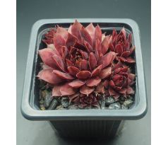 Sempervivum STAR GLOW