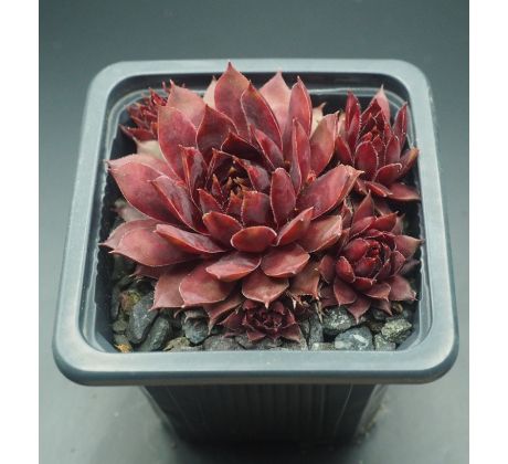 Sempervivum STAR GLOW