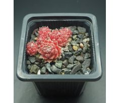 Sempervivum STRAWBERRY ICE