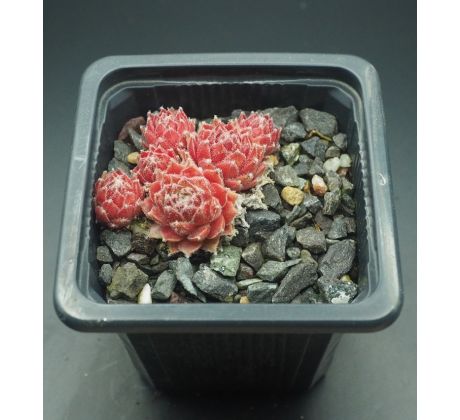 Sempervivum STRAWBERRY ICE