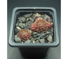 Sempervivum SUITE MINUET