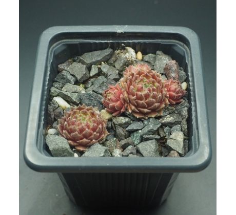 Sempervivum SUITE MINUET