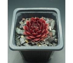 Sempervivum SUMMER SYMPHONY