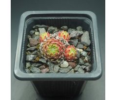 Sempervivum SUNBURST