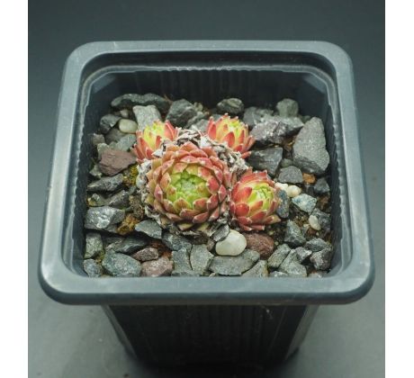 Sempervivum SUNBURST