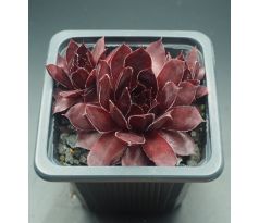 Sempervivum SUNRAY DESIRE