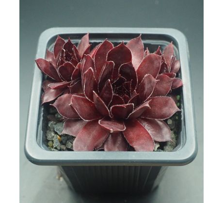 Sempervivum SUNRAY DESIRE