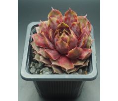 Sempervivum SUNRAY GOLIATH