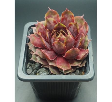 Sempervivum SUNRAY GOLIATH