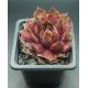 Sempervivum SUNRAY GOLIATH