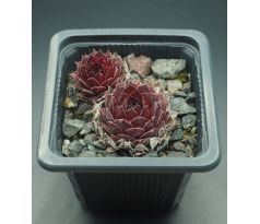 Sempervivum SUNRAY SENSATION