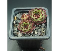 Sempervivum SUZANNA