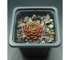 Sempervivum TAMBIMUTTU