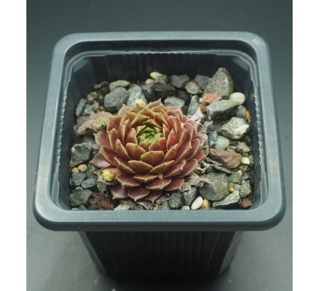 Sempervivum TAMBIMUTTU