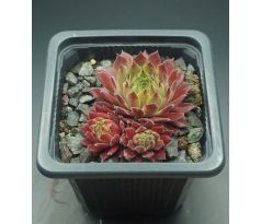 Sempervivum TENDER KISS