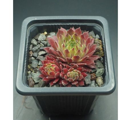 Sempervivum TENDER KISS