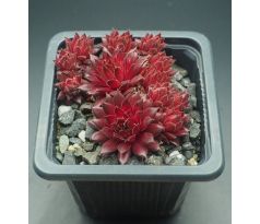 Sempervivum THE RED CARPET