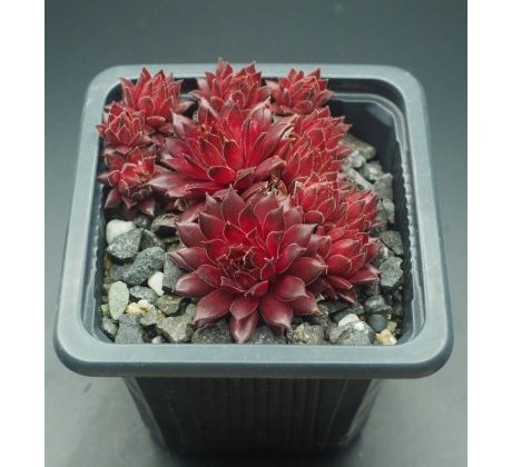 Sempervivum THE RED CARPET