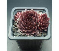 Sempervivum TIEFGANG