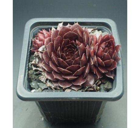 Sempervivum TIEFGANG