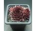 Sempervivum TIEFGANG